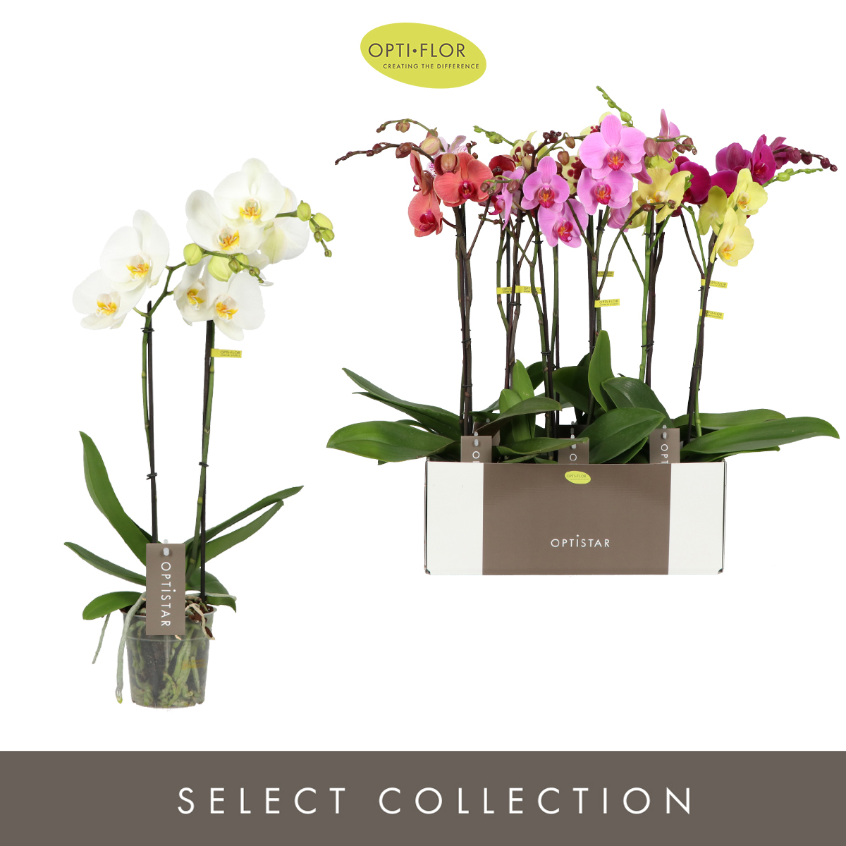 Planta naturala 2-Branches 6 Colors H60cm Phalaenopsis Optistar Hollywood mix PS12/ in pamant