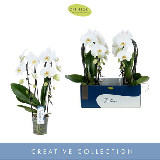 Planta naturala 2-Branches cascade White H60cm Phalaenopsis Fontano Versailles PS12/ in pamant