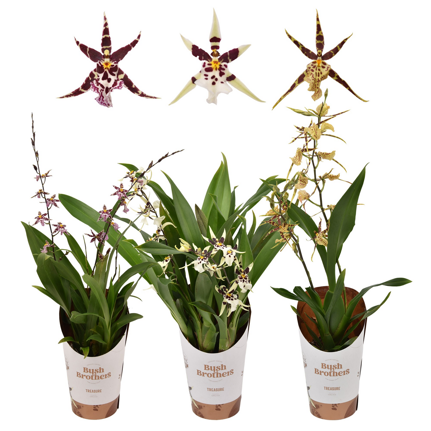 Planta naturala 2-Branches H25cm Brassia Titanium Treasure mix PS9/ in pamant