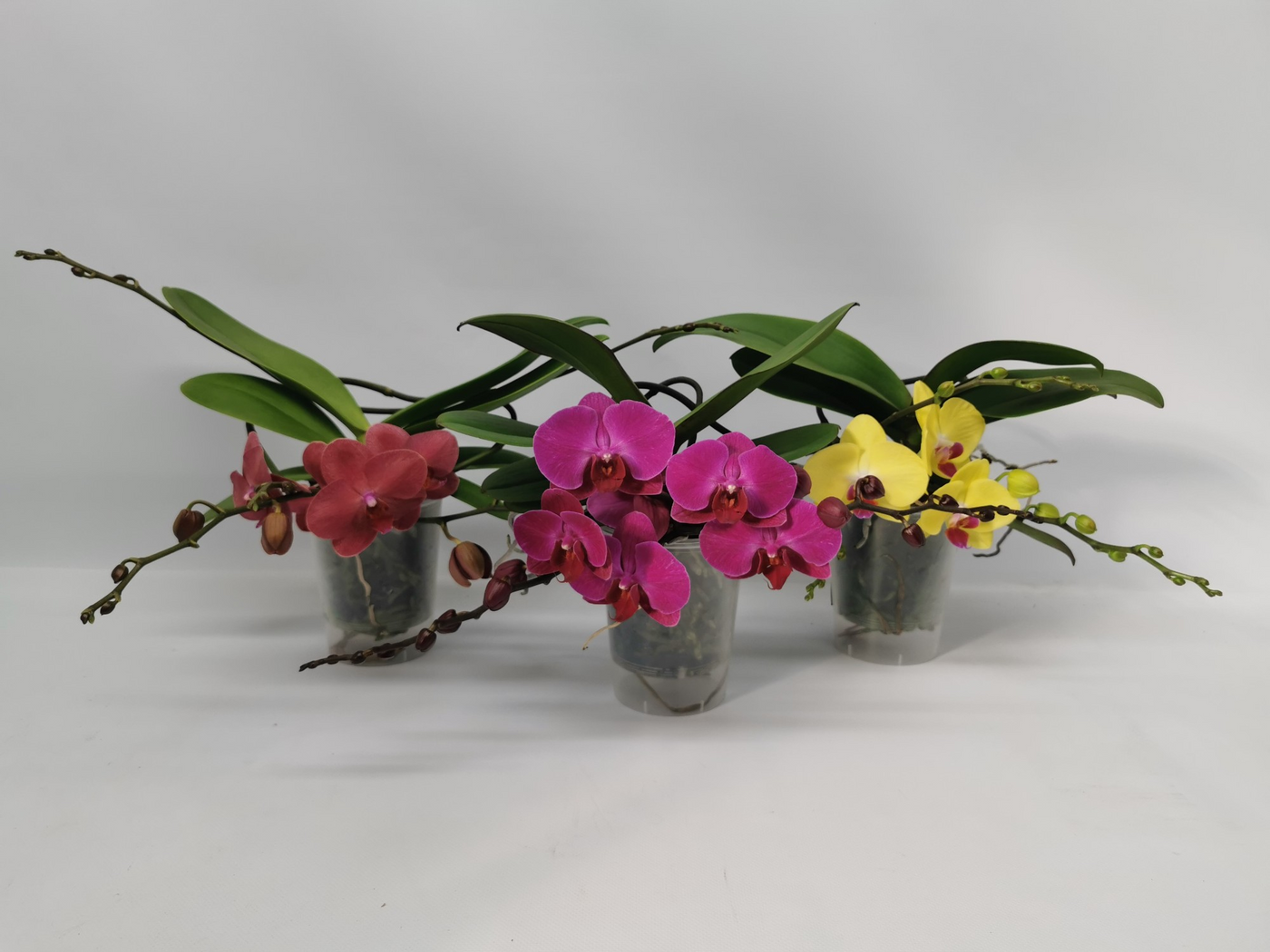 Planta naturala 2-Branches H30cm Phalaenopsis Table Orchid mix PS12/ in pamant