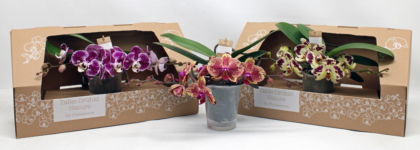 Planta naturala 2-Branches H35cm Phalaenopsis Table Orchid mix special PS12/ in pamant