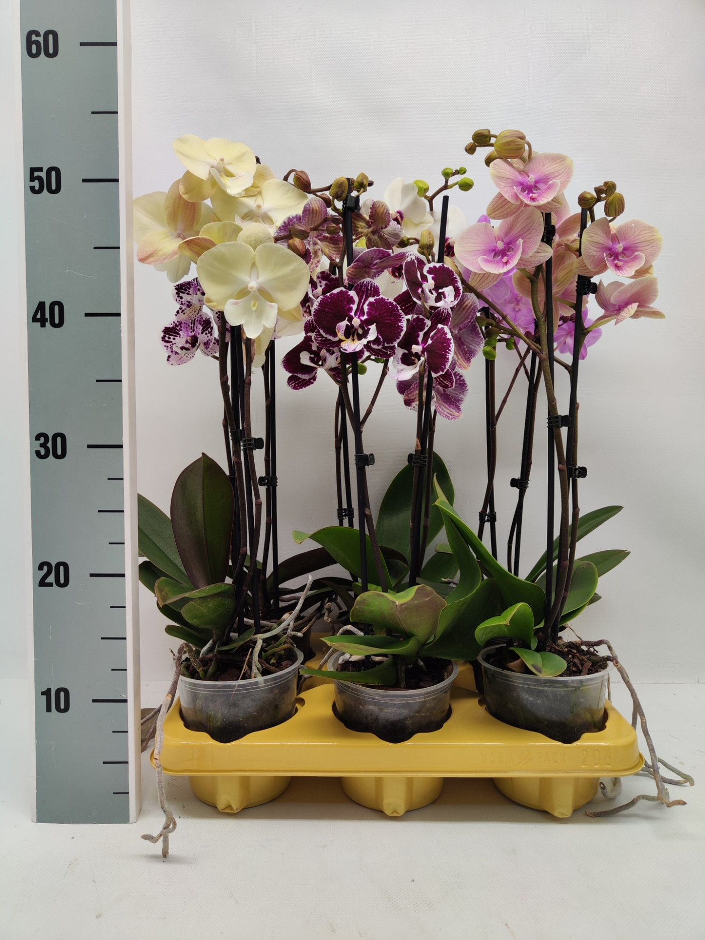 Planta naturala 2-Branches H50cm Phalaenopsis BIGLIP mix compact PS12/ in pamant