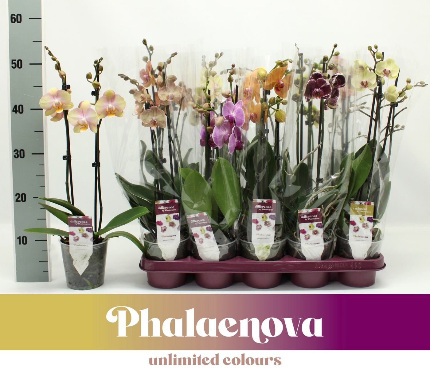 Planta naturala 2-Branches H50cm Phalaenopsis mix PS12/ in pamant