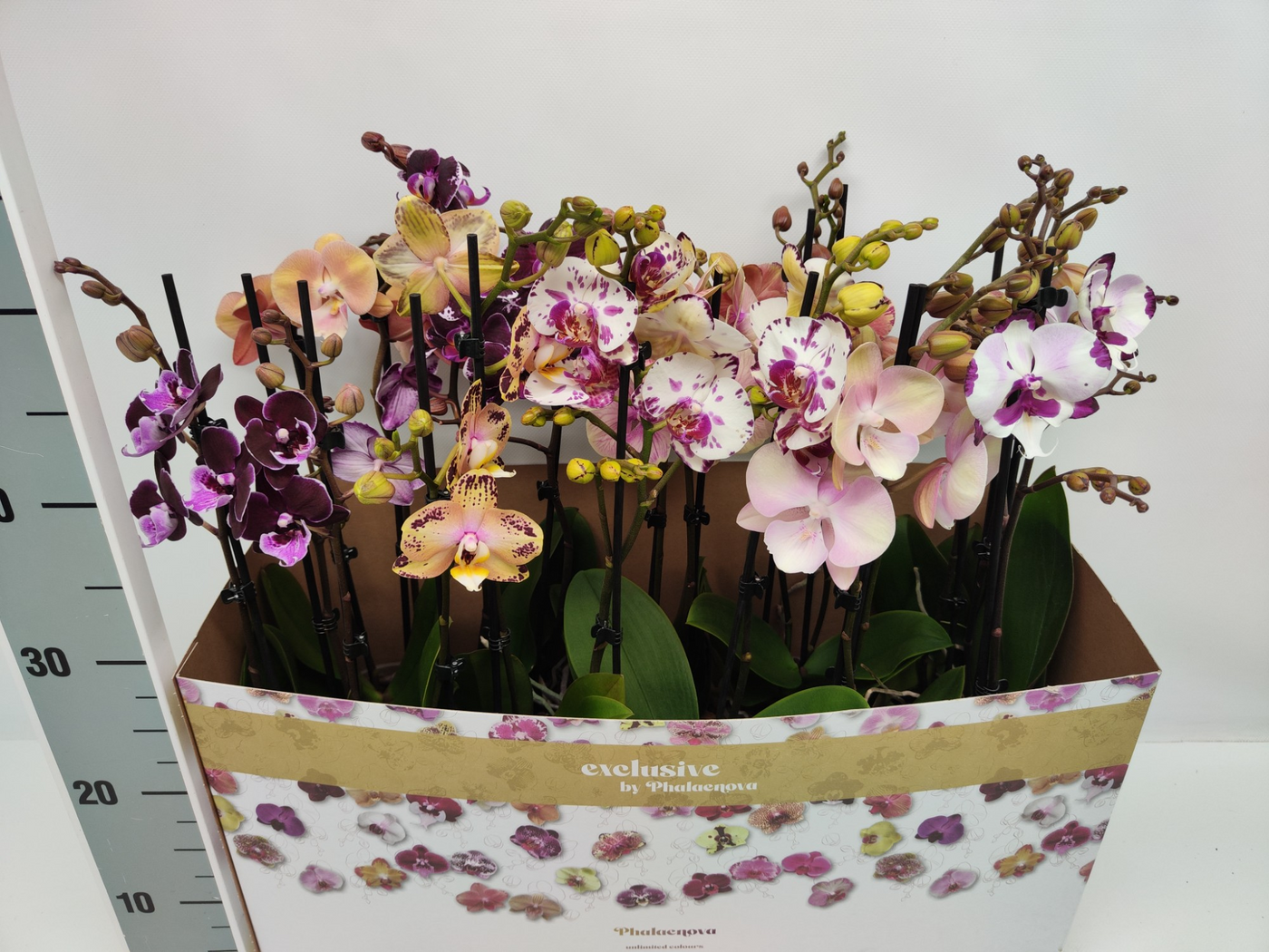 Planta naturala 2-Branches H50cm Phalaenopsis Special mix PS12/ in pamant