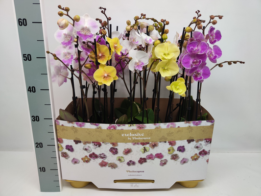 Planta naturala 2-Branches H60cm Phalaenopsis BigLip mix PS12/ in pamant