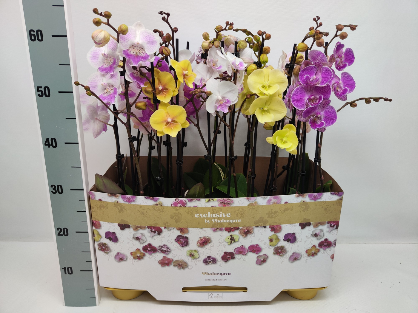 Planta naturala 2-Branches H60cm Phalaenopsis BigLip mix PS12/ in pamant