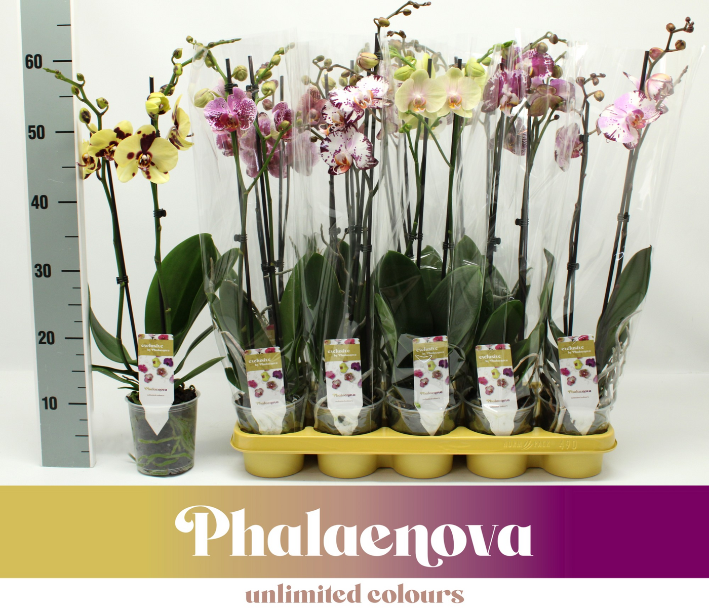 Planta naturala 2-Branches H60cm Phalaenopsis exclusive mix PS12/ in pamant