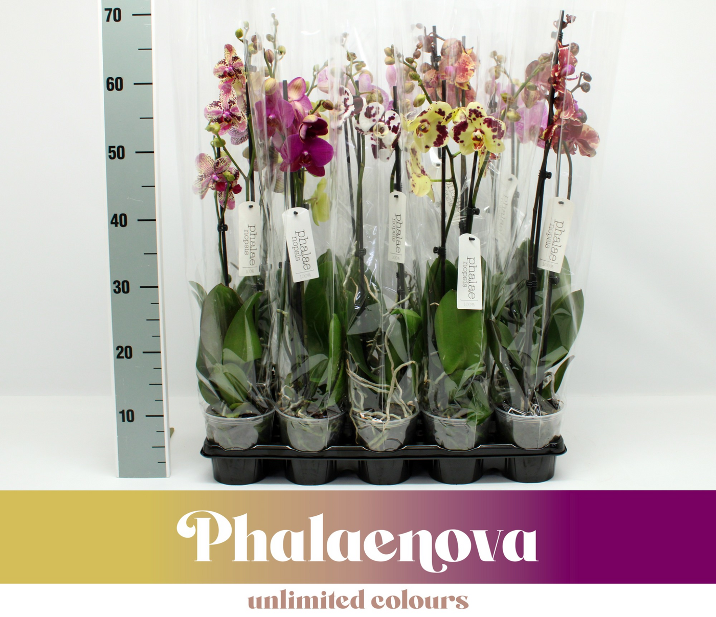 Planta naturala 2-Branches H65cm Phalaenopsis mix PS12/ in pamant