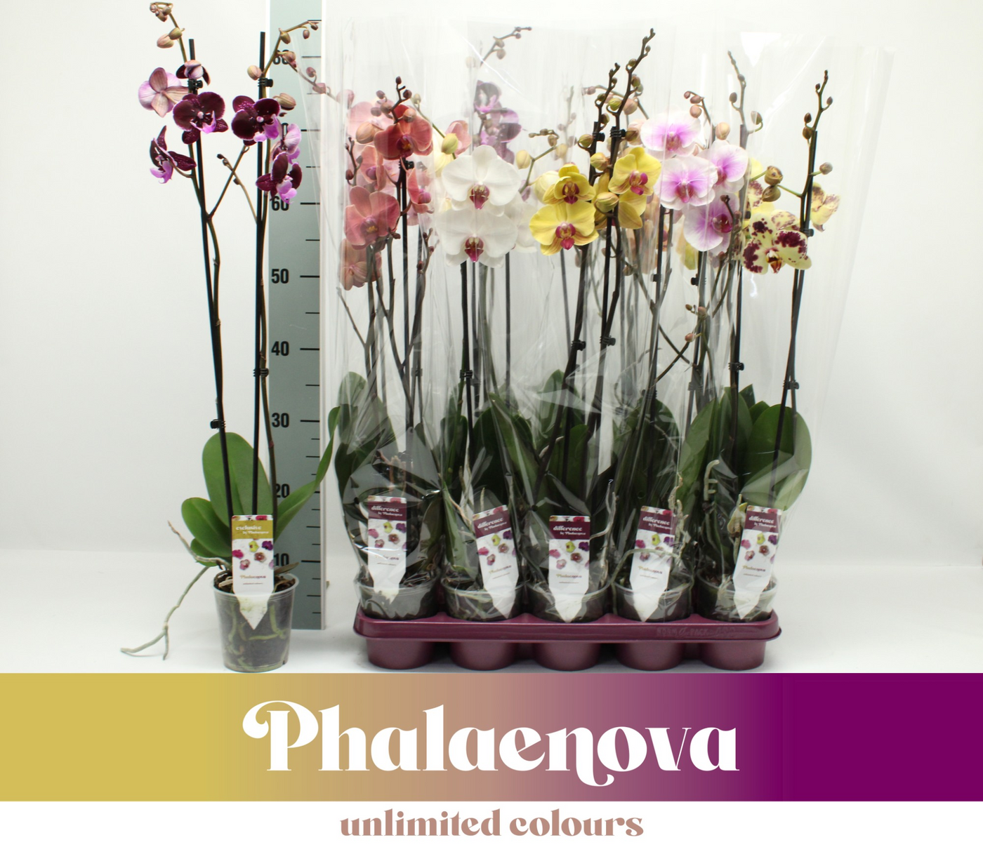 Planta naturala 2-Branches H75cm Phalaenopsis mix PS12/ in pamant