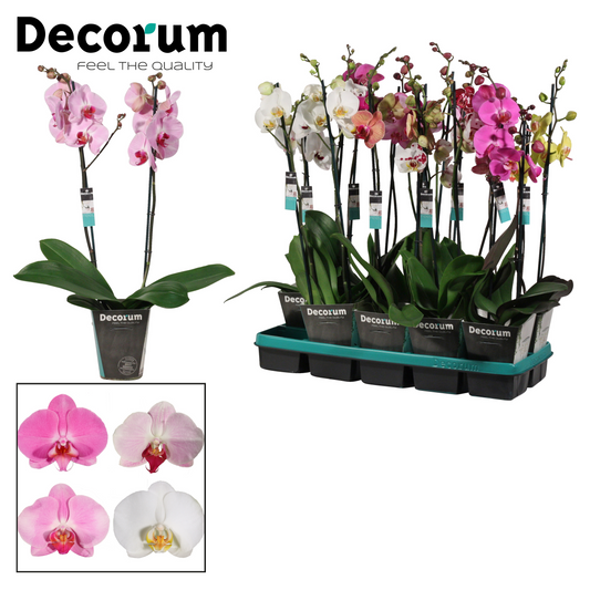 Planta naturala 2-Branches H75cm Phalaenopsis mix PS12/ in pamant