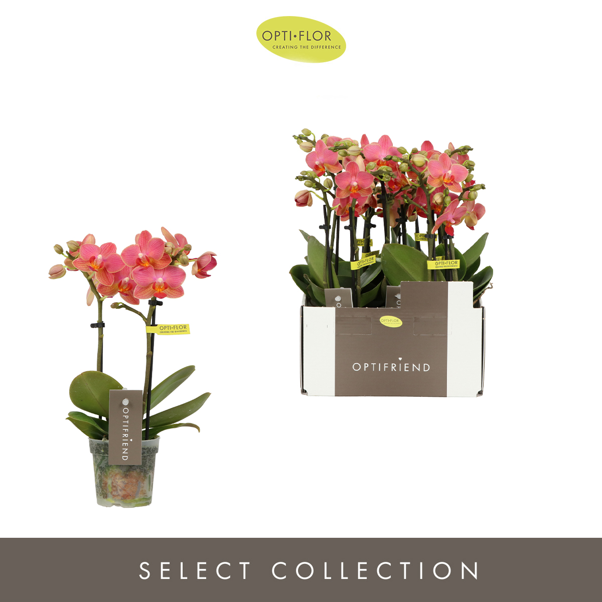 Planta naturala 2-Branches Orange H25cm Phalaenopsis Multiflora Optifriend Gwen PS7/ in pamant