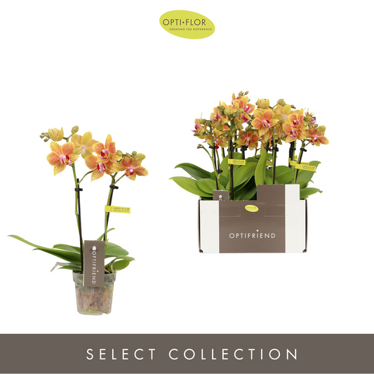 Planta naturala 2-Branches Orange H25cm Phalaenopsis Multiflora Optifriend Indy PS7/ in pamant