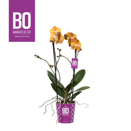 Planta naturala 2-Branches Orange H45cm Phalaenopsis Multiflora Colours Las Vegas BO Collection PS12/ in pamant