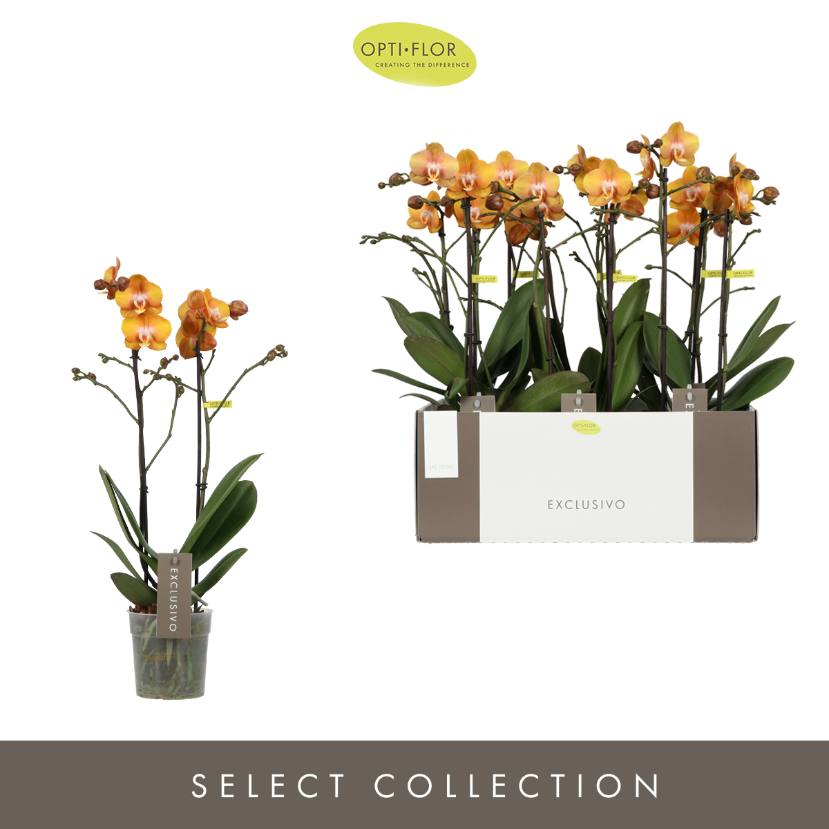 Planta naturala 2-Branches Orange H45cm Phalaenopsis Multiflora Exclusivo Las Vegas Gold PS12/ in pamant