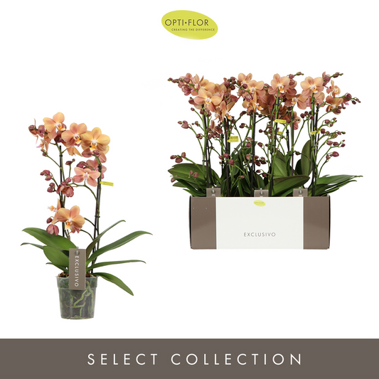 Planta naturala 2-Branches Orange H45cm Phalaenopsis Multiflora Exclusivo Monaco Gold PS12/ in pamant