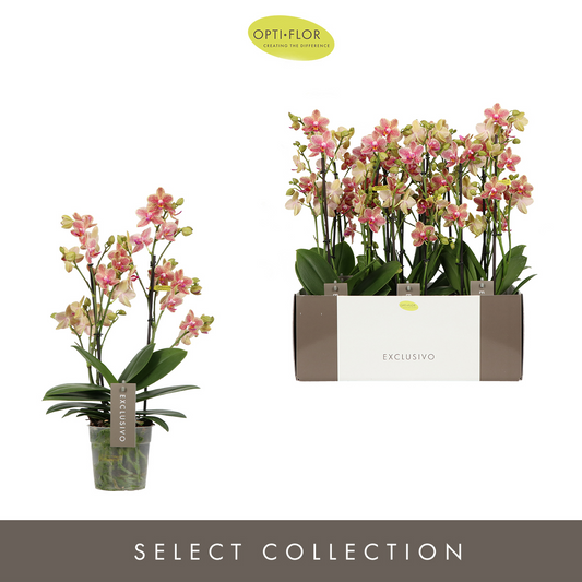 Planta naturala 2-Branches Orange H45cm Phalaenopsis Multiflora Exclusivo Pikachu PS12/ in pamant