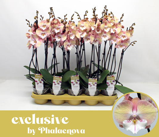 Planta naturala 2-Branches Orange H50cm Phalaenopsis Tina PS12/ in pamant