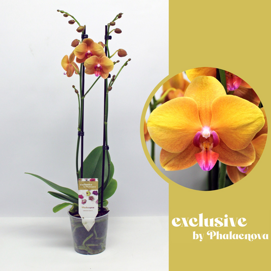 Planta naturala 2-Branches Orange H60cm Phalaenopsis Buddha PS12/ in pamant