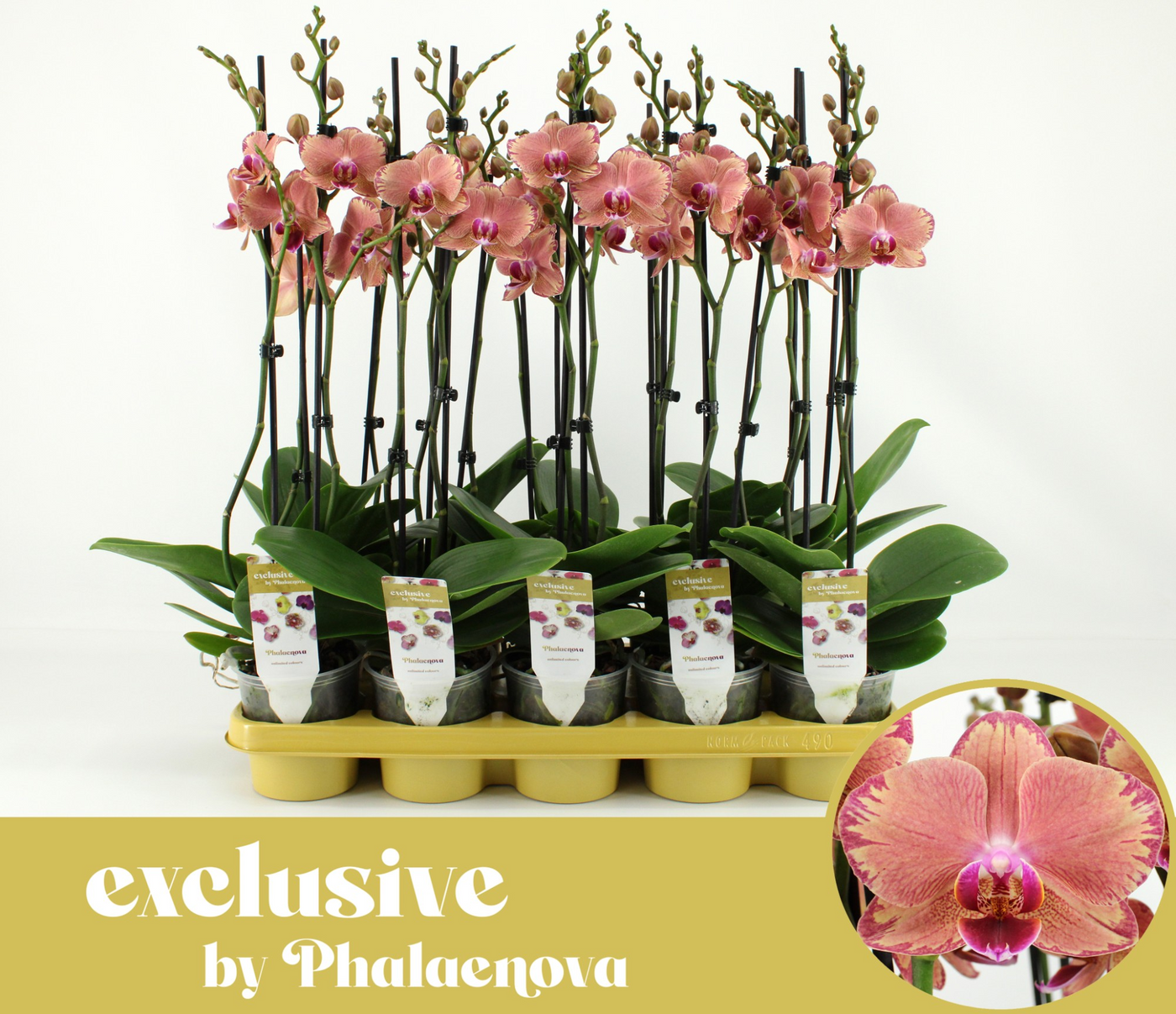 Planta naturala 2-Branches Orange H60cm Phalaenopsis Pirate picotee PS12/ in pamant