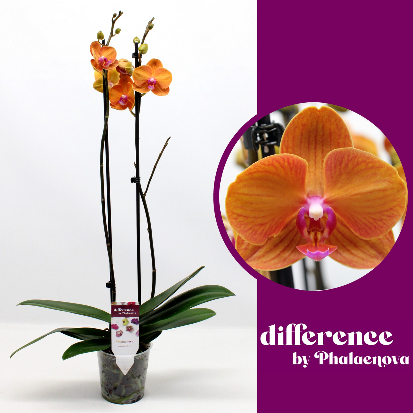 Planta naturala 2-Branches Orange H70cm Phalaenopsis Tamara PS12/ in pamant