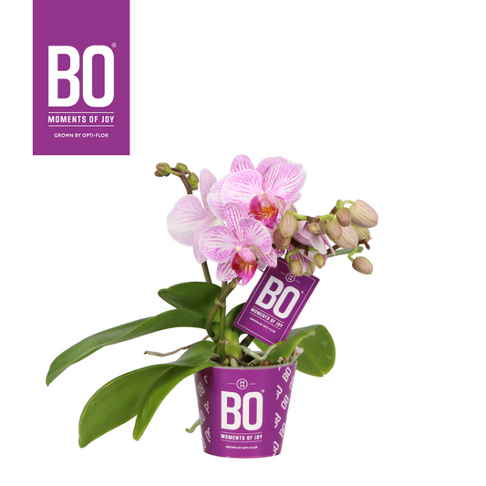 Planta naturala 2-Branches Pink H25cm Phalaenopsis Multiflora Candy Bo collection PS7/ in pamant