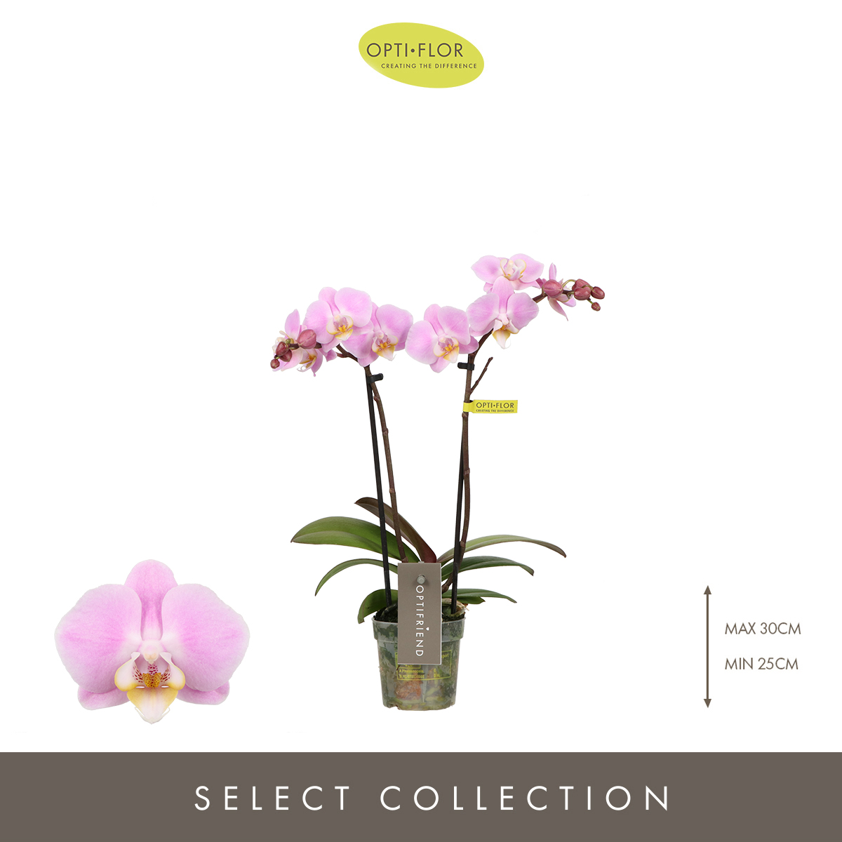 Planta naturala 2-Branches Pink H25cm Phalaenopsis Multiflora 'Fenna' PS7/ in pamant