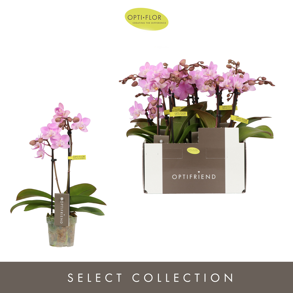 Planta naturala 2-Branches Pink H25cm Phalaenopsis Multiflora Optifriend Lieke PS7/ in pamant