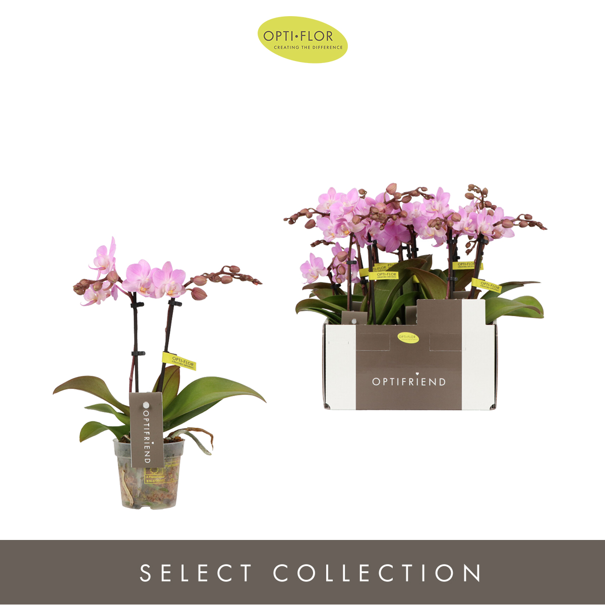 Planta naturala 2-Branches Pink H25cm Phalaenopsis Multiflora Optifriend Pink PS7/ in pamant