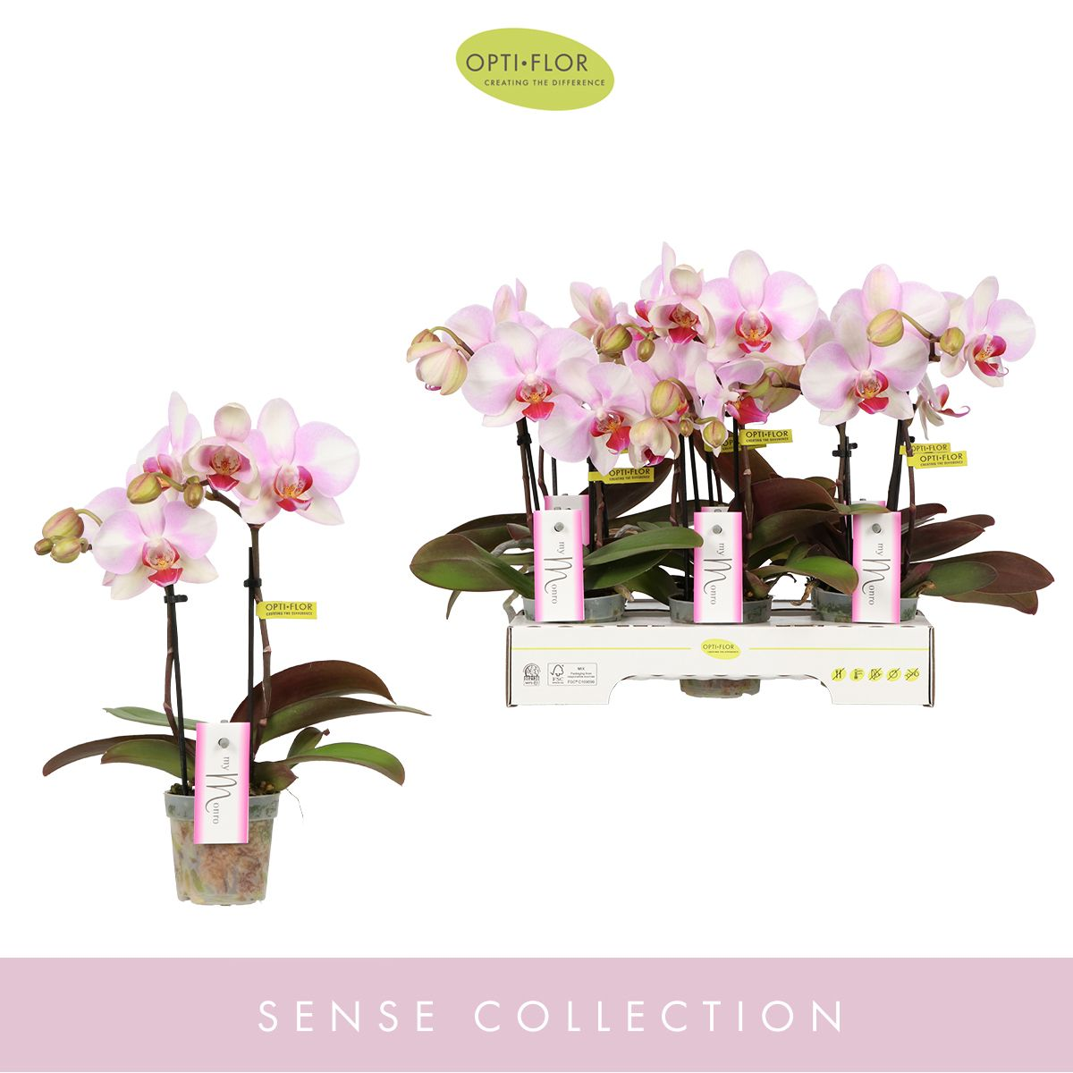 Planta naturala 2-Branches Pink H25cm Phalaenopsis MyMonro Make-up PS7/ in pamant