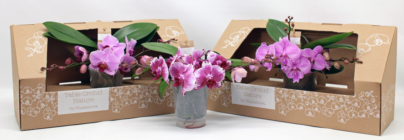 Planta naturala 2-Branches Pink H35cm Phalaenopsis Table Orchid PS12/ in pamant