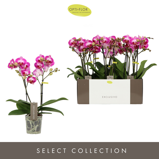 Planta naturala 2-Branches Pink H45cm Phalaenopsis Multiflora Exclusivo Bing PS12/ in pamant