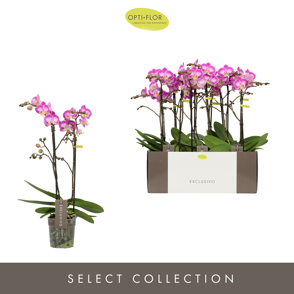 Planta naturala 2-Branches Pink H45cm Phalaenopsis Multiflora Exclusivo Cupido PS12/ in pamant