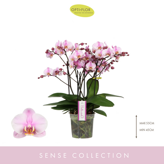 Planta naturala 2-Branches Pink H50cm Phalaenopsis Multiflora Bellissimo Angelo PS15/ in pamant