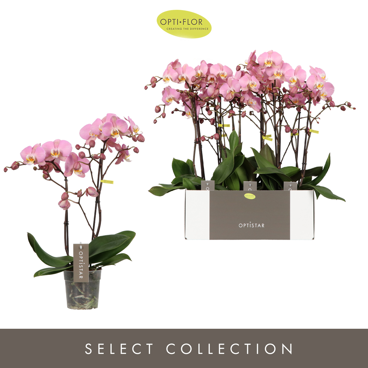 Planta naturala 2-Branches Pink H50cm Phalaenopsis Optistar Anthura Padova PS12/ in pamant