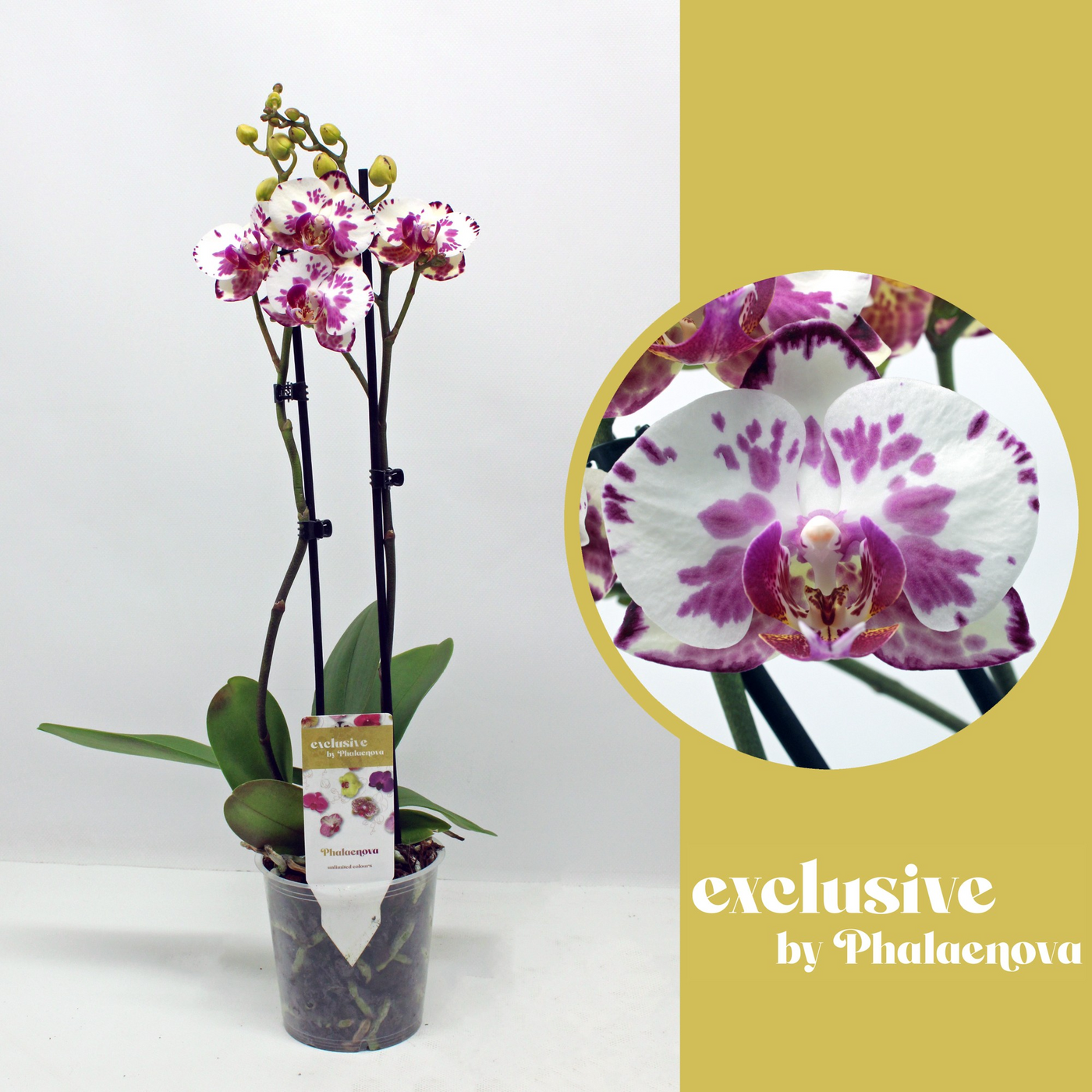 Planta naturala 2-Branches Pink H50cm Phalaenopsis Viola PS12/ in pamant