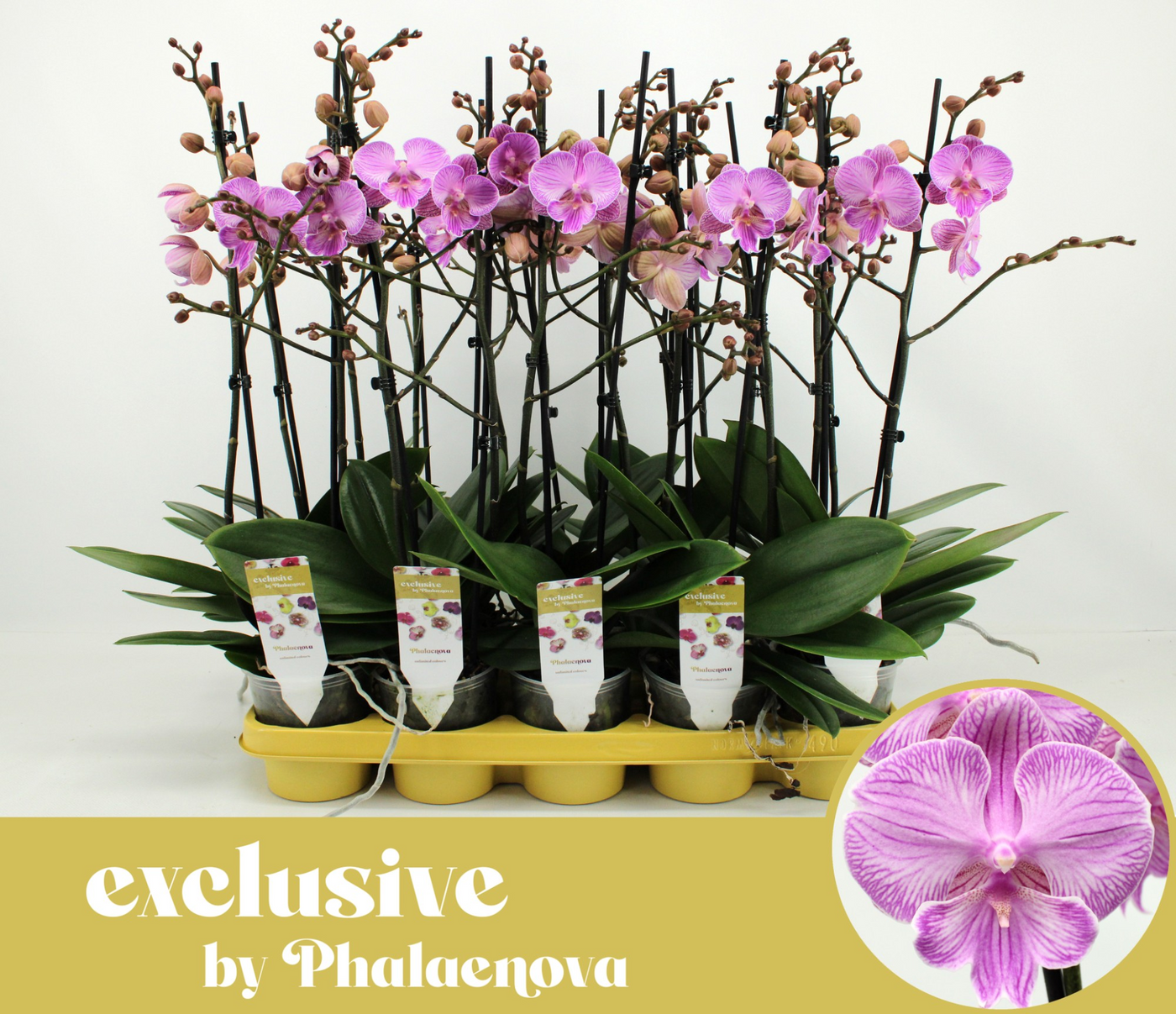 Planta naturala 2-Branches Pink H60cm Phalaenopsis Laura PS12/ in pamant