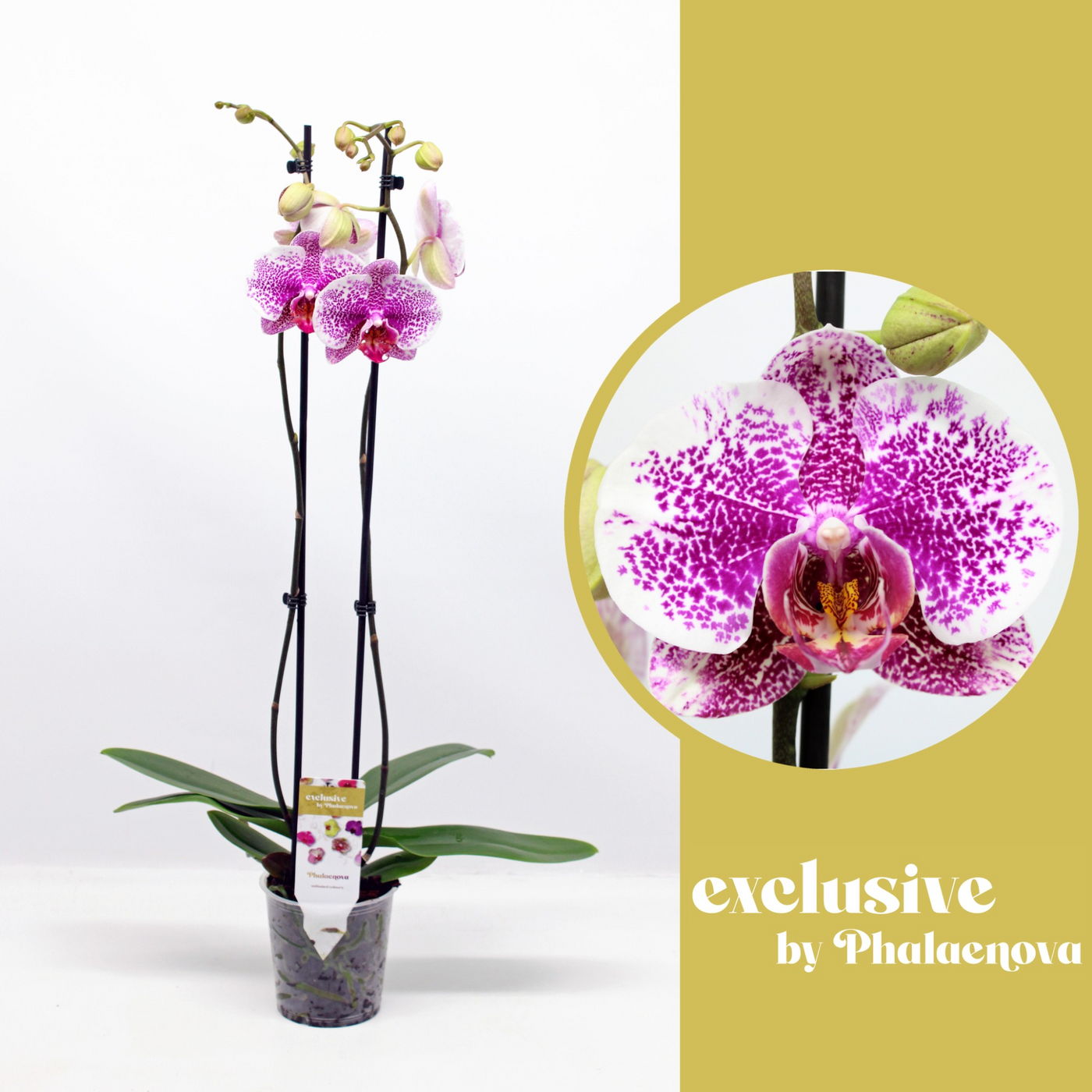 Planta naturala 2-Branches Pink H70cm Phalaenopsis Golden Poeker Leopard PS12/ in pamant