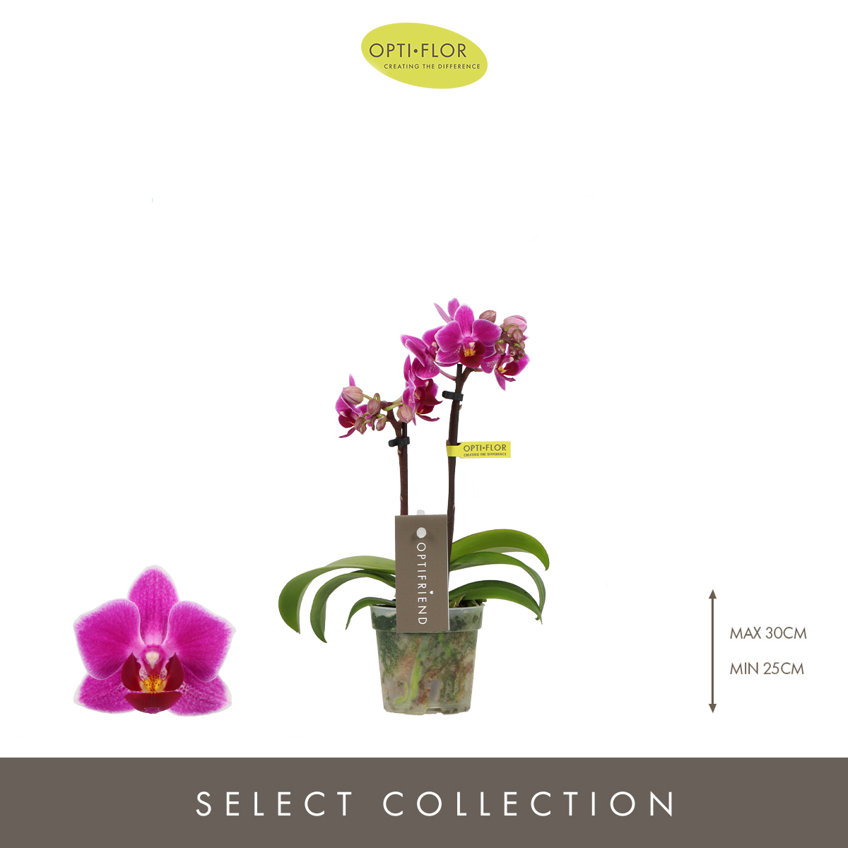 Planta naturala 2-Branches Purple H25cm Phalaenopsis Multiflora Optifriend Fay PS7/ in pamant