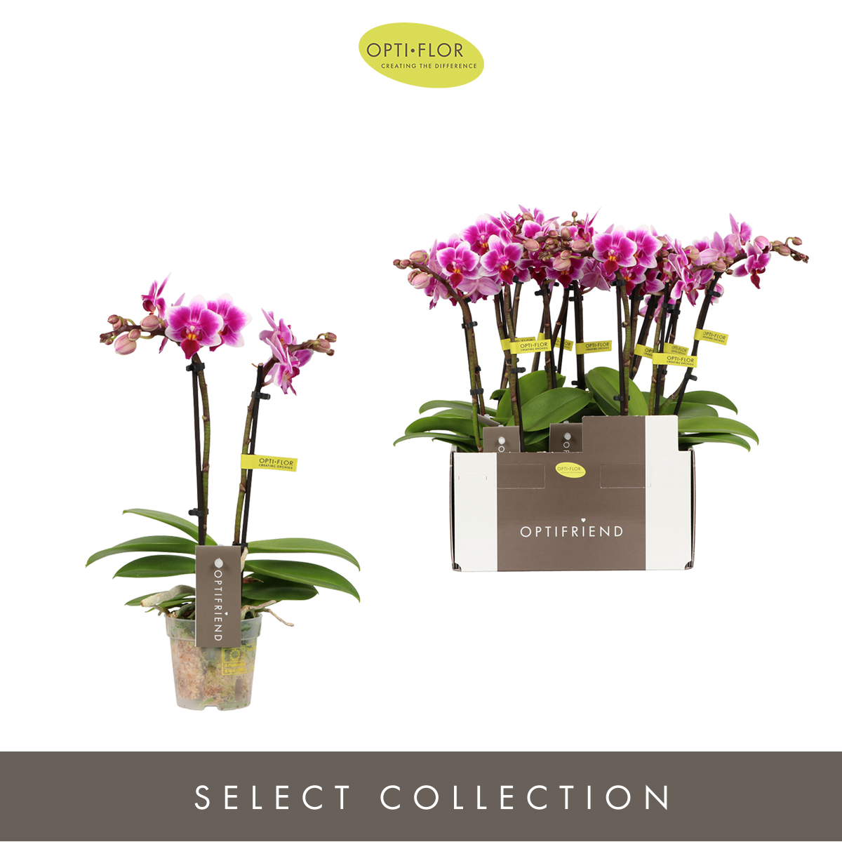 Planta naturala 2-Branches Purple H25cm Phalaenopsis Multiflora Optifriend Nikki PS7/ in pamant