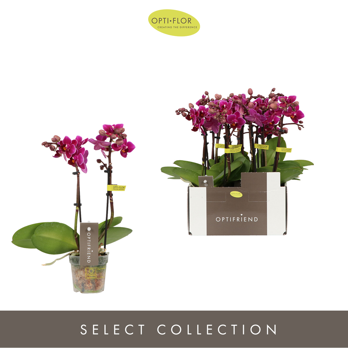Planta naturala 2-Branches Purple H25cm Phalaenopsis Multiflora Optifriend Purple PS7/ in pamant