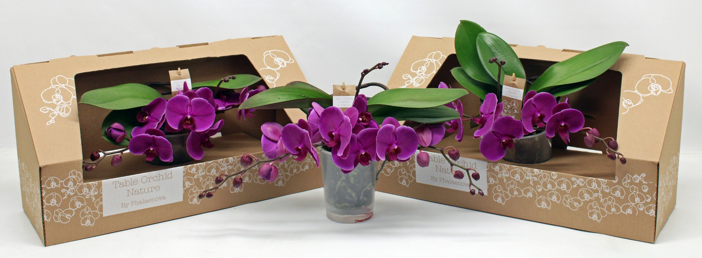 Planta naturala 2-Branches Purple H35cm Phalaenopsis Table Orchid PS12/ in pamant