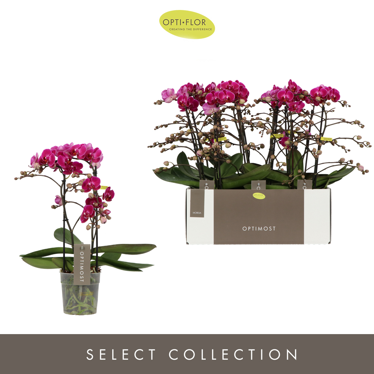 Planta naturala 2-Branches Purple H45cm Phalaenopsis Multiflora Anthura Optimost Morelia PS12/ in pamant