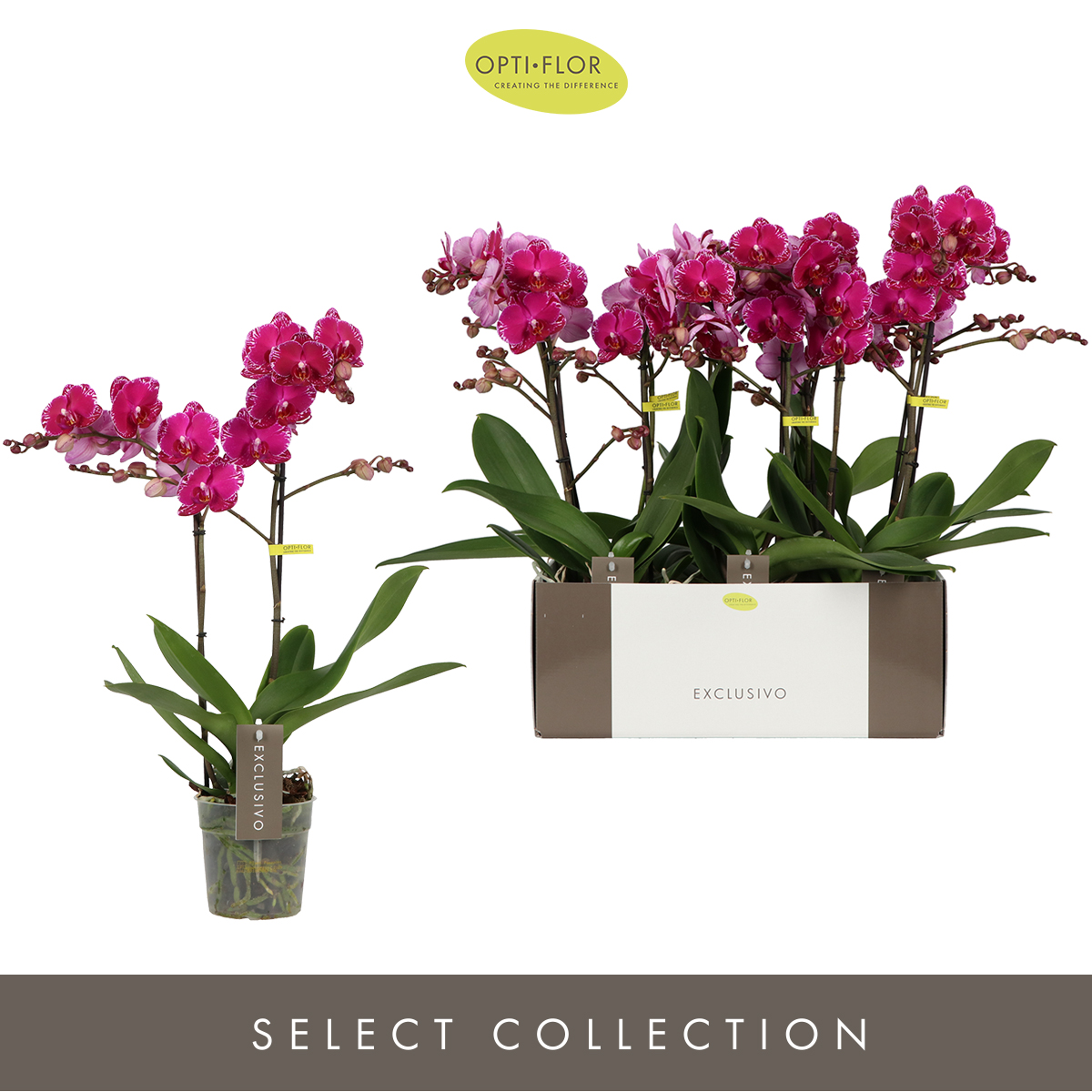 Planta naturala 2-Branches Purple H45cm Phalaenopsis Multiflora Exclusivo Asian Violin PS12/ in pamant