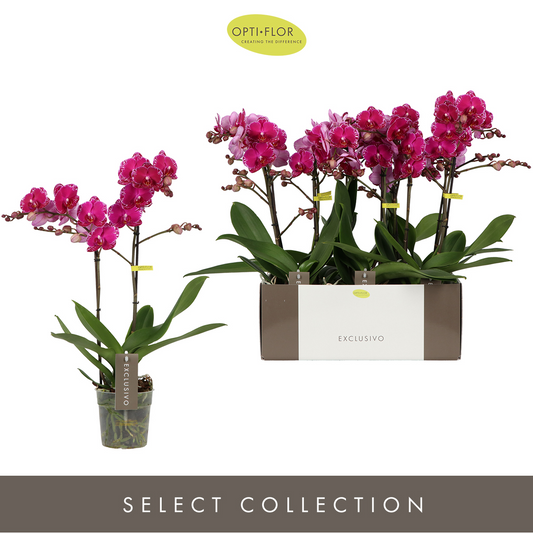 Planta naturala 2-Branches Purple H45cm Phalaenopsis Multiflora Exclusivo Asian Violin PS12/ in pamant