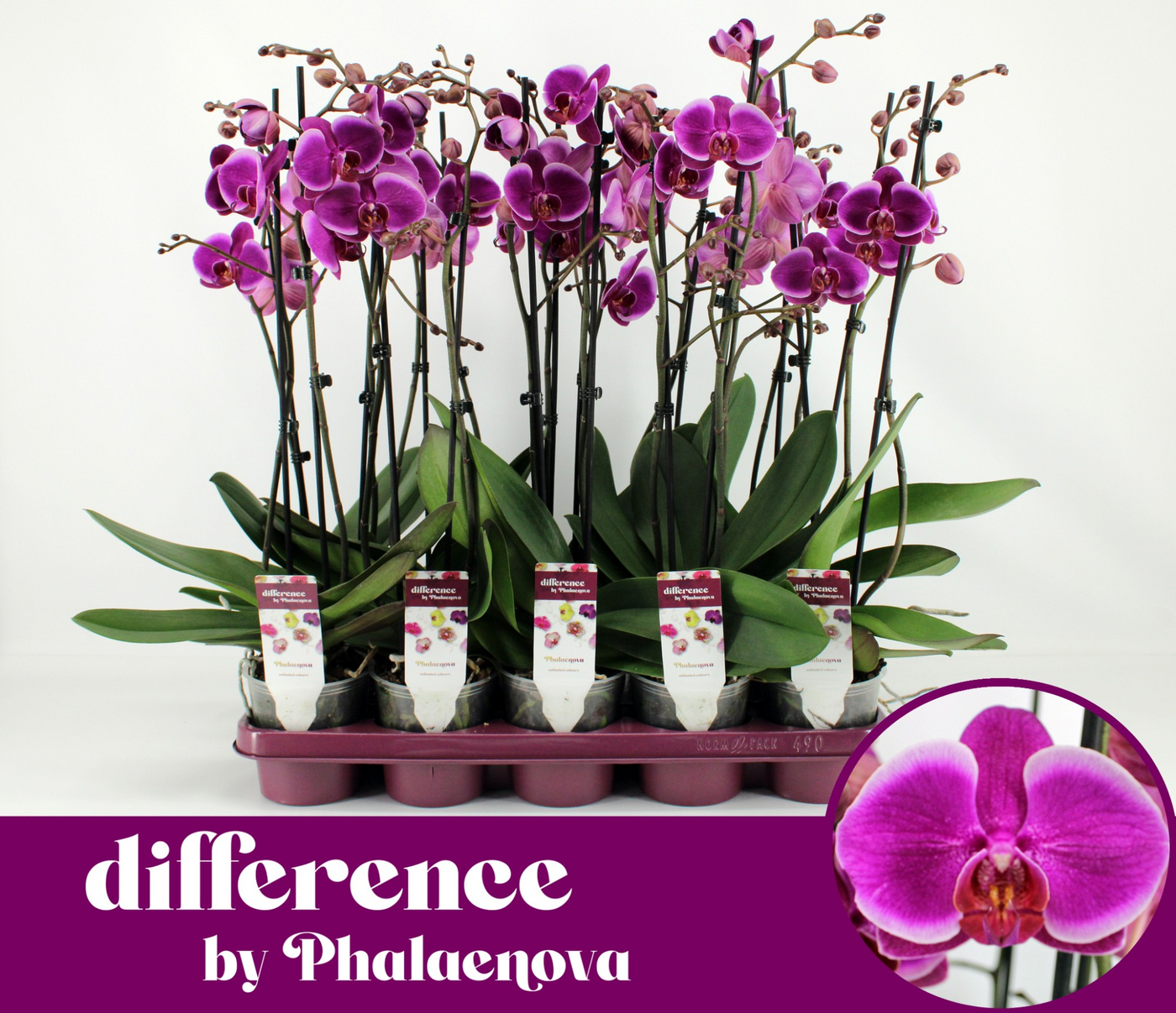 Planta naturala 2-Branches Purple H60cm Phalaenopsis Durban PS12/ in pamant