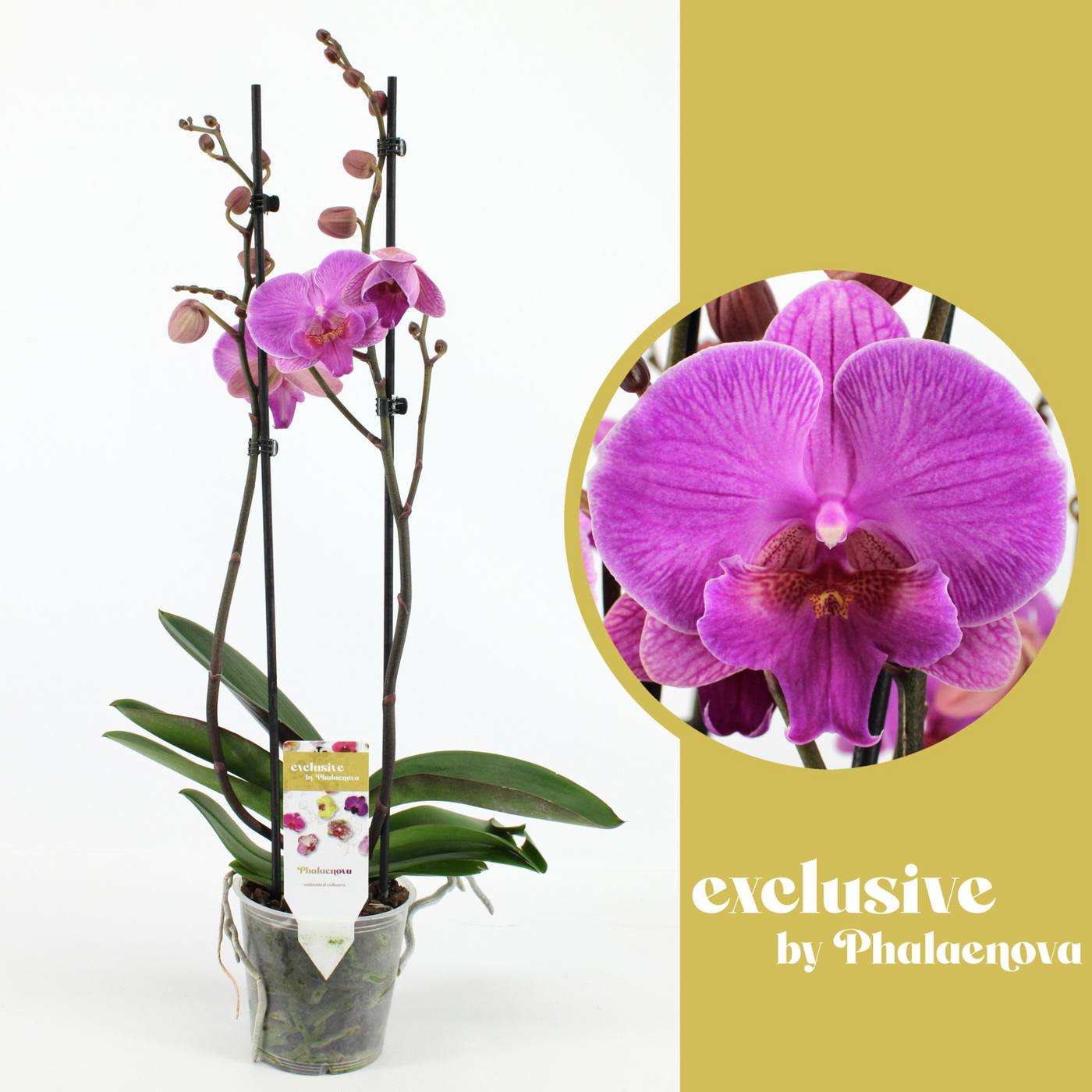 Planta naturala 2-Branches Purple H60cm Phalaenopsis Simona PS12/ in pamant