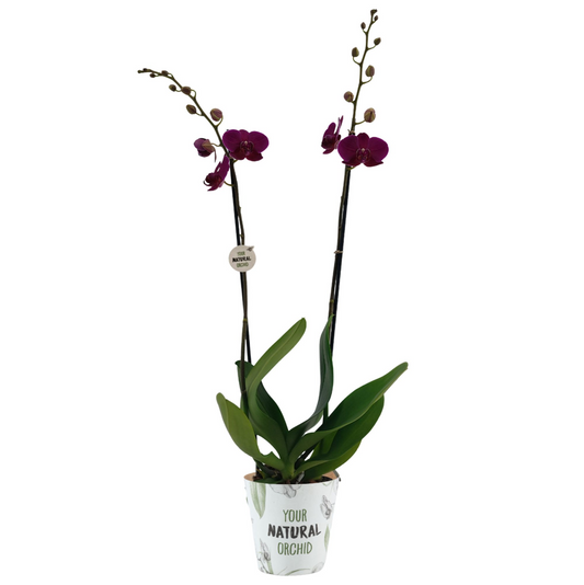 Planta naturala 2-Branches Purple H65cm Phalaenopsis Anthura Bloemfontein PS12/ in pamant