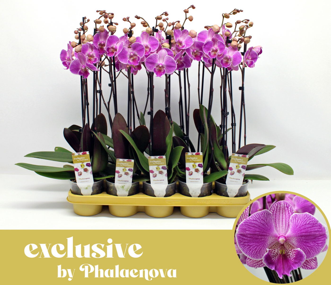 Planta naturala 2-Branches Purple H65cm Phalaenopsis Royal Smile PS12/ in pamant