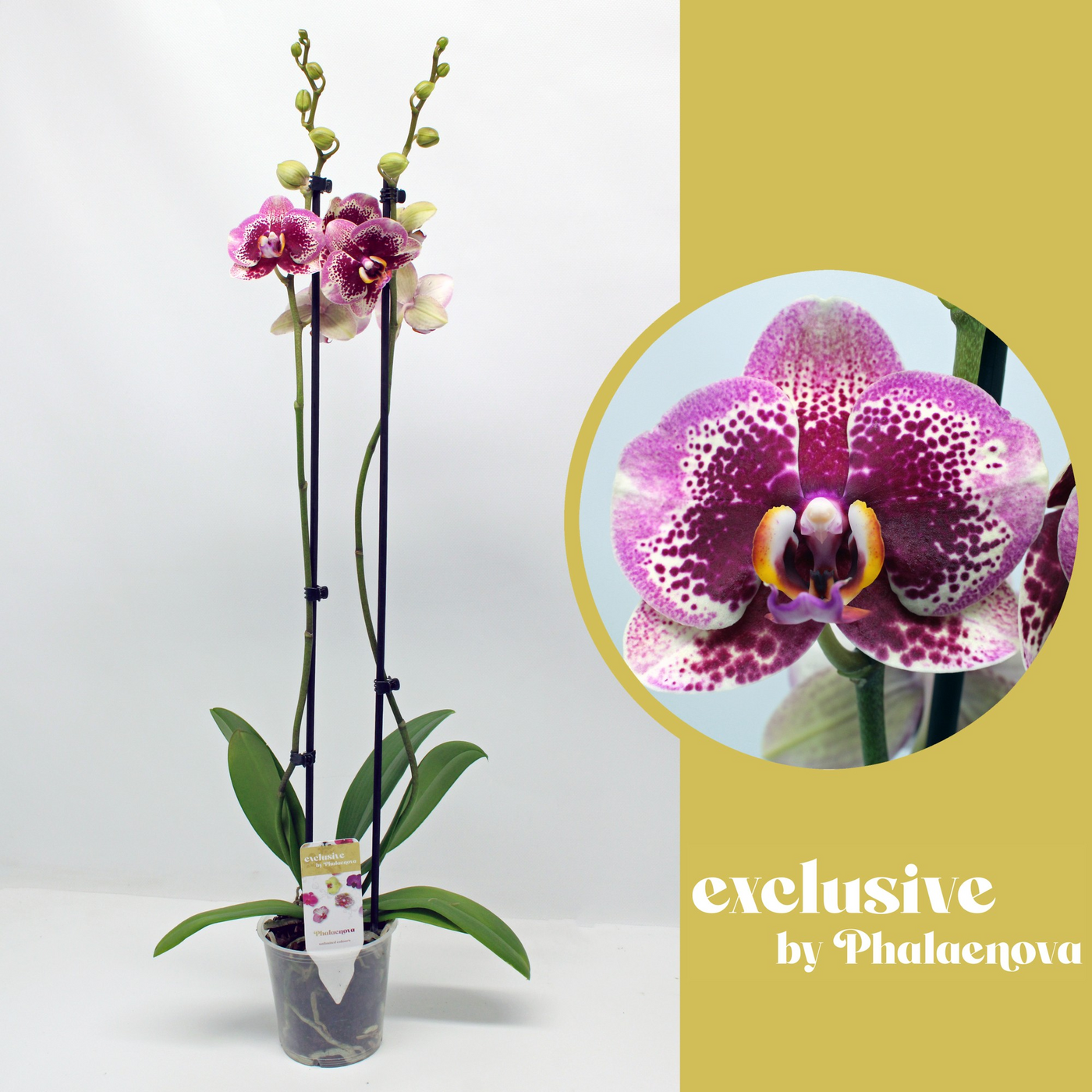 Planta naturala 2-Branches Purple H70cm Phalaenopsis 'Elegant Dream Diamond' PS12/ in pamant