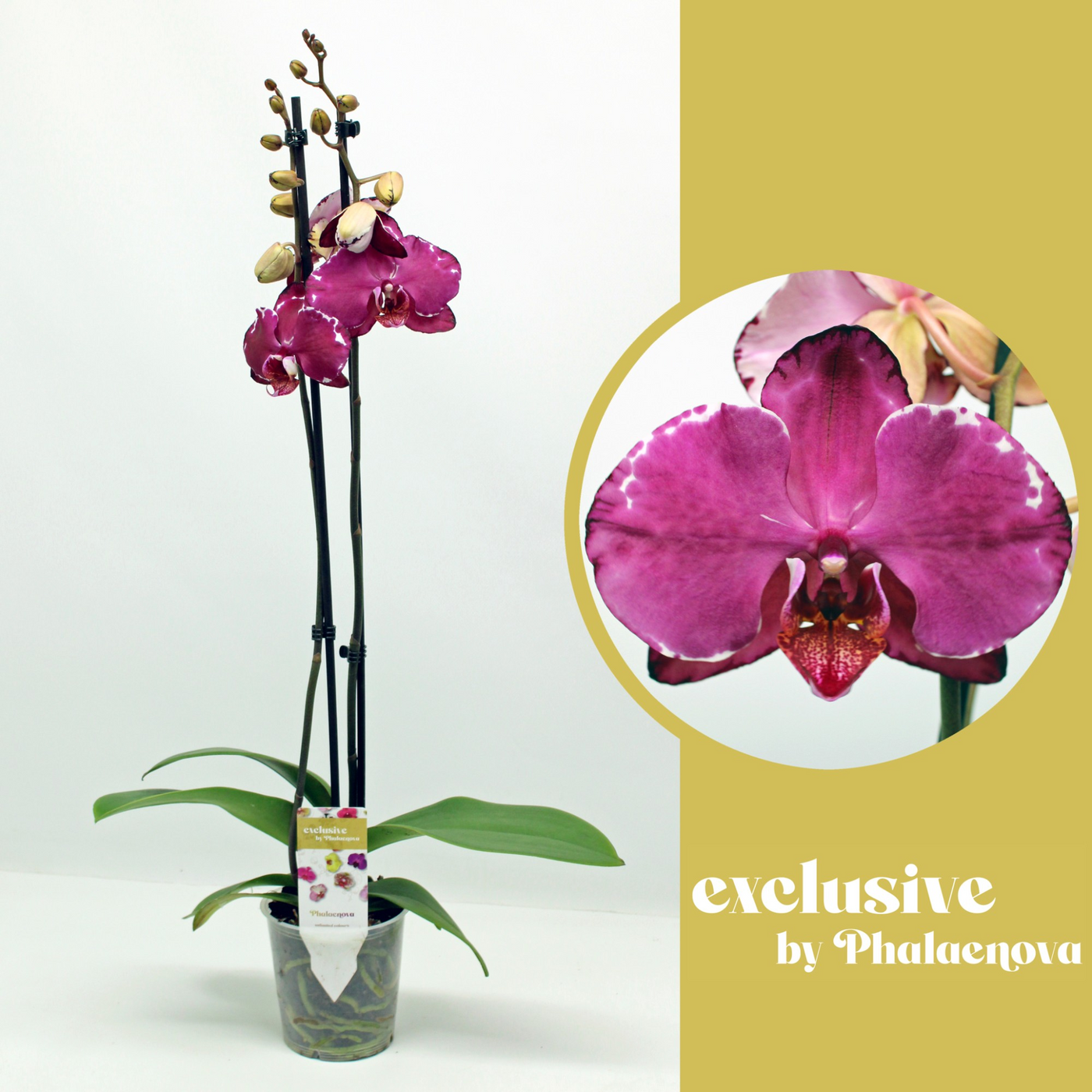 Planta naturala 2-Branches Purple H70cm Phalaenopsis Malwina PS12/ in pamant